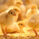 أسعار الكتاكيت