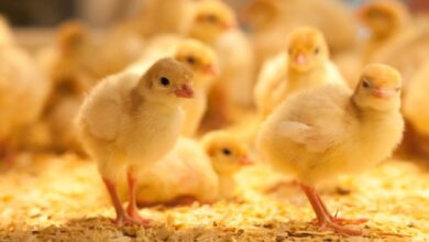 أسعار الكتاكيت