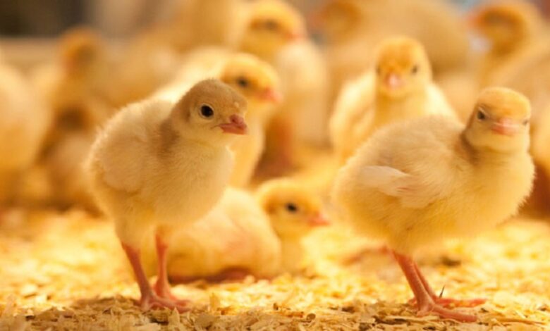 أسعار الكتاكيت