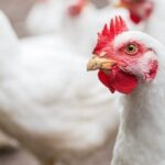 الفراخ - أرشيفية