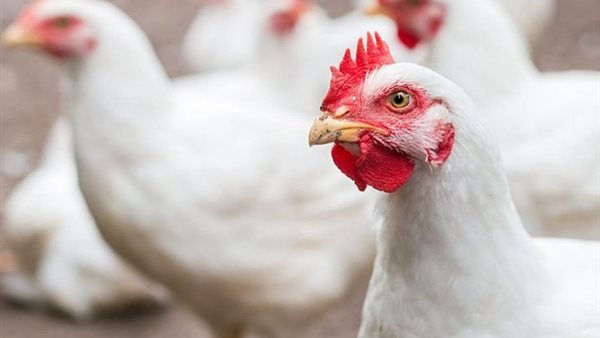 الفراخ - أرشيفية