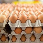 سعر كرتونة البيض