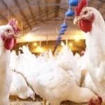 أسعار الفراخ