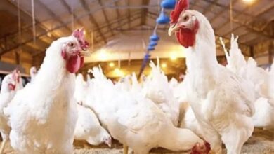 أسعار الفراخ