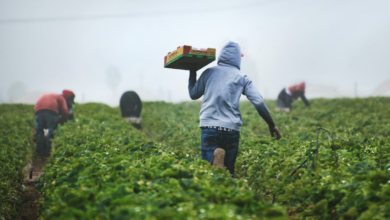 زراعة - أرشيفية