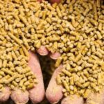 أسعار الأعلاف