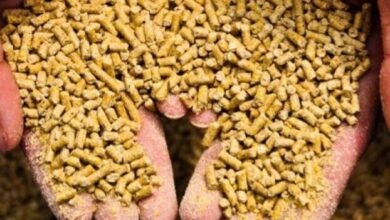 أسعار الأعلاف