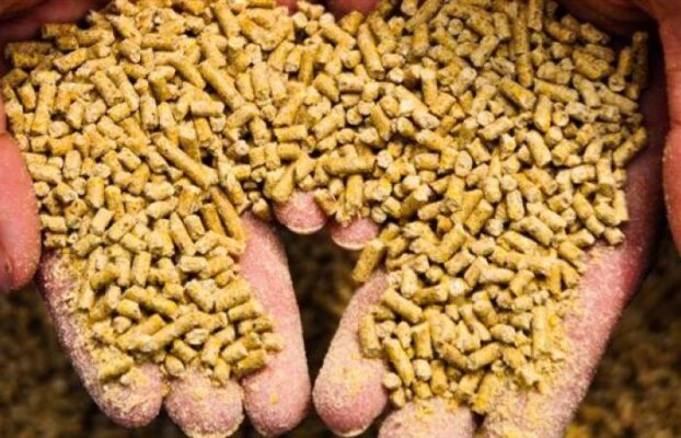 أسعار الأعلاف