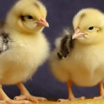 أسعار الكتاكيت