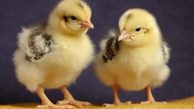 أسعار الكتاكيت