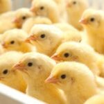 أسعار الكتاكيت