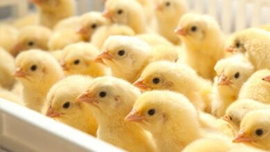 أسعار الكتاكيت