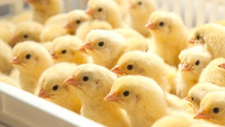 أسعار الكتاكيت