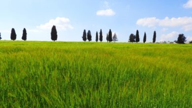 أجواء دافئة تغمر أغلب مناطق الأردن اليوم