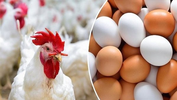 أحدث أسعار الدواجن والبيض في أسواق الجمعة 24 أبريل 2026