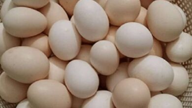 أسعار البيض اليوم الأحد 26 أبريل 2026 في الأسواق المصرية وفق جريدة المال