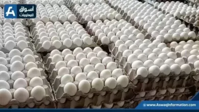 أسعار البيض اليوم الأحد بالمزرعة في ارتفاع مستمر أمام تغييرات السوق العالمية