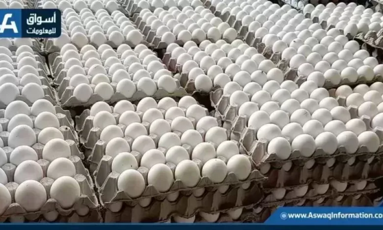 أسعار البيض اليوم الأحد بالمزرعة في ارتفاع مستمر أمام تغييرات السوق العالمية
