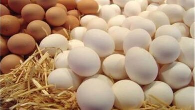 أسعار البيض في الأسواق المحلية اليوم السبت 25 أبريل وكافة التفاصيل