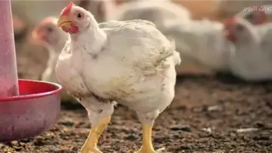 أسعار الدجاج الأبيض تتصدر سوق الدواجن في 23 أبريل 2026