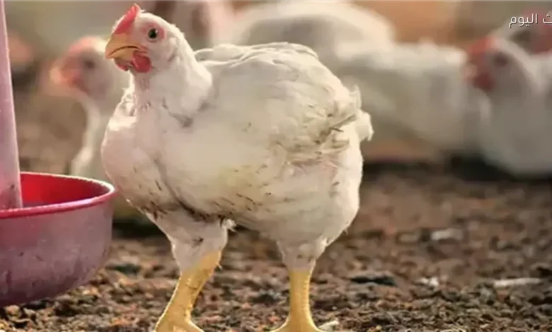 أسعار الدجاج الأبيض تتصدر سوق الدواجن في 23 أبريل 2026