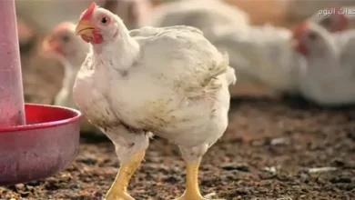 أسعار الدجاج الأبيض في بورصة الدواجن اليوم 25 أبريل 2026