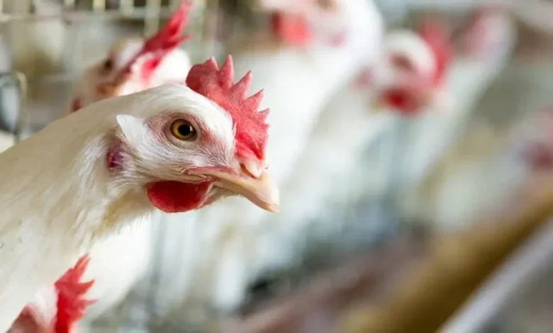 أسعار الدجاج الأبيض في بورصة الدواجن اليوم وتحديثات السوق
