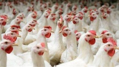 أسعار الدواجن البيضاء اليوم الجمعة 10 أبريل 2026 وأسعار البيض الأخيرة في الأسواق بعد التحديثات اليومية