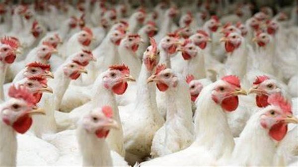 أسعار الدواجن البيضاء اليوم الجمعة 10 أبريل 2026 وأسعار البيض الأخيرة في الأسواق بعد التحديثات اليومية