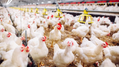 أسعار الدواجن البيضاء في مساء السبت الموافق الخامس والعشرين من أبريل 2026