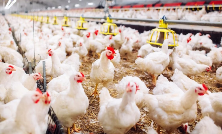 أسعار الدواجن البيضاء في مساء السبت الموافق الخامس والعشرين من أبريل 2026