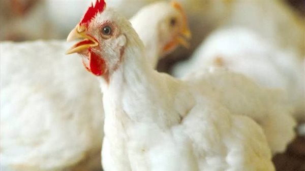 أسعار الدواجن الحية والمجمدة في أسواق الوادي الجديد اليوم الخميس