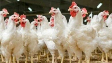 أسعار الدواجن اليوم الجمعة 24 أبريل 2026 مفاجأة جديدة في سعر الكيلو