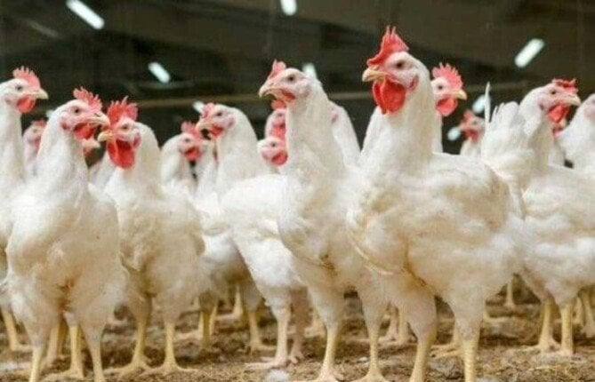 أسعار الدواجن اليوم الجمعة 24 أبريل 2026 مفاجأة جديدة في سعر الكيلو