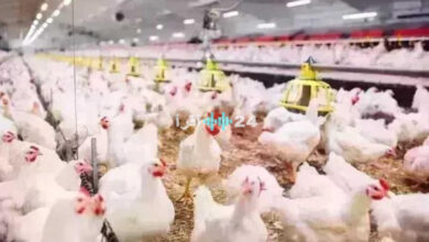 أسعار الدواجن اليوم الخميس 23 أبريل 2026 وتطورات كيلو الفراخ البيضاء في الأسواق