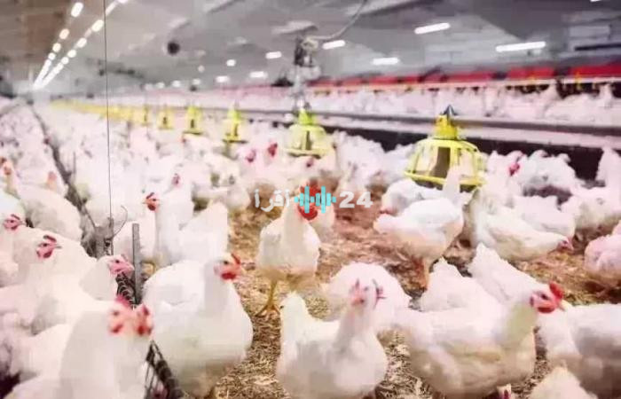 أسعار الدواجن اليوم الخميس 23 أبريل 2026 وتطورات كيلو الفراخ البيضاء في الأسواق