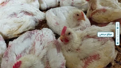 أسعار الدواجن اليوم السبت 25 أبريل 2026 ارتفاع البيضاء وتراجع قوي في البانيه