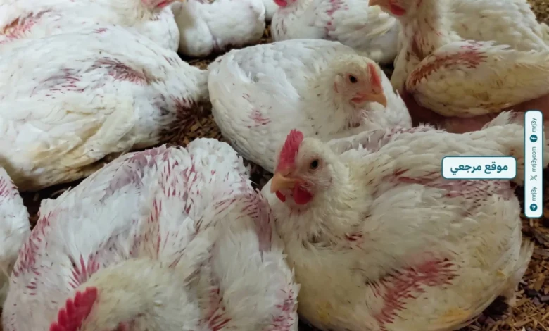 أسعار الدواجن اليوم السبت 25 أبريل 2026 ارتفاع البيضاء وتراجع قوي في البانيه
