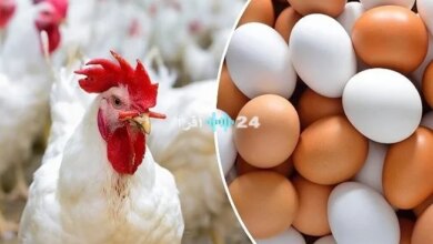 أسعار الدواجن اليوم تطورات سوق الفراخ البيضاء والبلدي وتأثيراتها