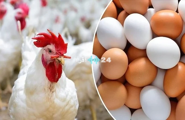 أسعار الدواجن اليوم تطورات سوق الفراخ البيضاء والبلدي وتأثيراتها