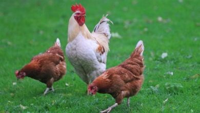 أسعار الدواجن اليوم في أبريل 2026 تحديث شامل لسعر الفراخ والكتاكيت