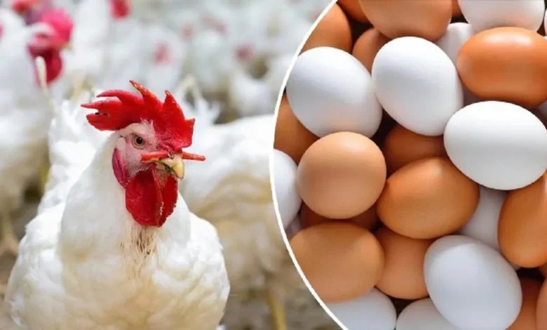 أسعار الدواجن اليوم في سوق الفراخ وبشرى سعيدة بسعر البيض