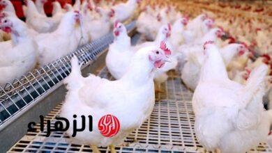 أسعار الدواجن اليوم في مصر الأربعاء خمسة عشر أبريل الفراخ البيضاء والبيض