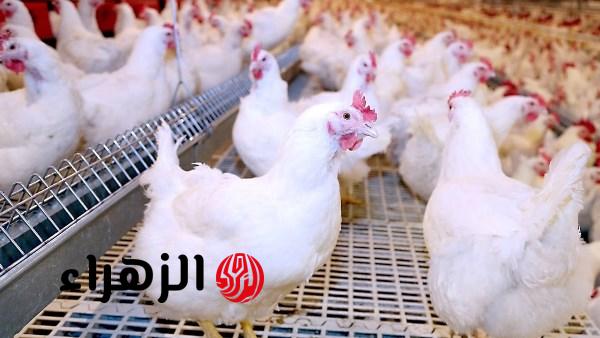 أسعار الدواجن اليوم في مصر الأربعاء خمسة عشر أبريل الفراخ البيضاء والبيض