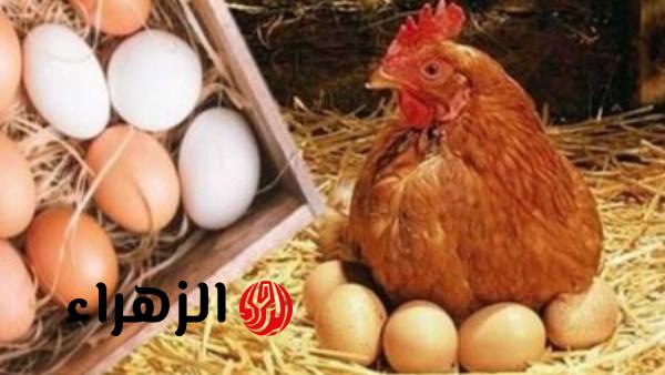أسعار الدواجن اليوم في مصر شامل سعر الفراخ البيضاء والبيض الثلاثاء 14 أبريل 2026 وتأثيرها على السوق المحلي