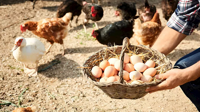 أسعار الدواجن ترتفع بحدة بينما البيض يشهد تراجعا ملحوظا في الأسواق اليوم السبت