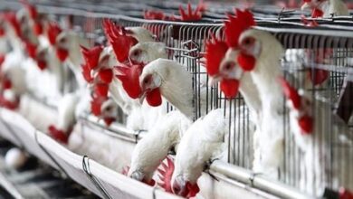 أسعار الدواجن تشهد حركة قوية والفراخ البيضاء تتصدر البورصة والأسواق المحلية