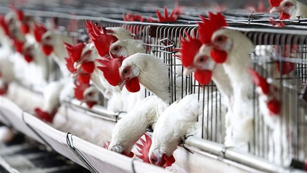 أسعار الدواجن في أسواق البحر الأحمر اليوم الجمعة 24 أبريل 2026