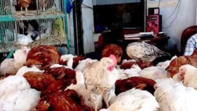 أسعار الدواجن في أسوان الأحد 26 أبريل 2026 وتحديثات السوق اليومية