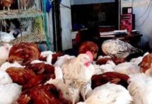 أسعار الدواجن في أسوان اليوم الثلاثاء الرابع عشر من أبريل 2026 وتحديثات السوق الحصرية